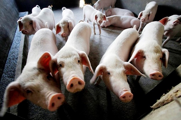As ‘scary’ swine fever spreads, you may pay more for your meat