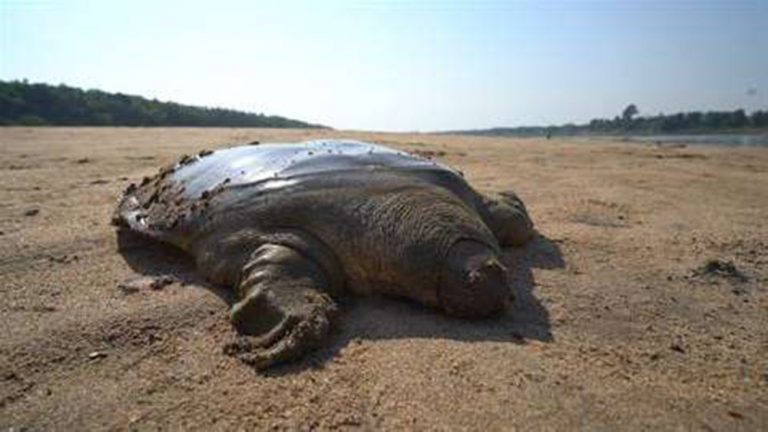 Rare giant soft-shell turtle released into the wild