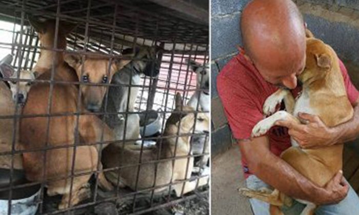 Pooch Refuses to Let Go of the Man Who Saved Her From a Dog Butcher