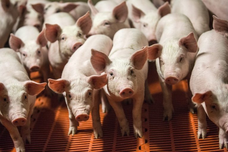 Traders Spooked as African Swine Fever Keeps Spreading