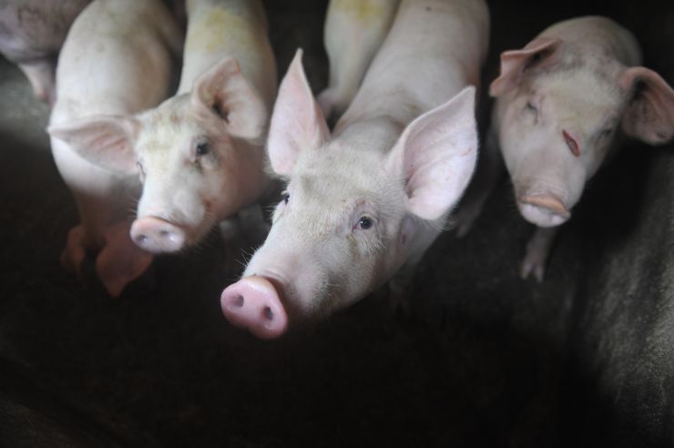 Progress reported in race to find vaccine for deadly hog disease spreading across China