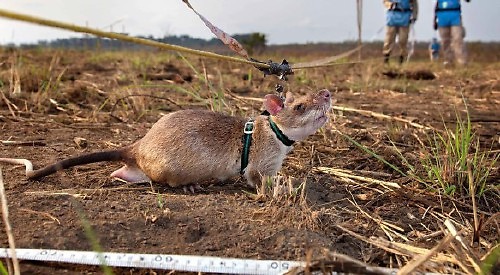 Film-maker to capture rats clearing landmines in Cambodia