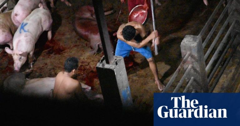 Secret slaughterhouse video reveals brutal treatment of pigs in Cambodia