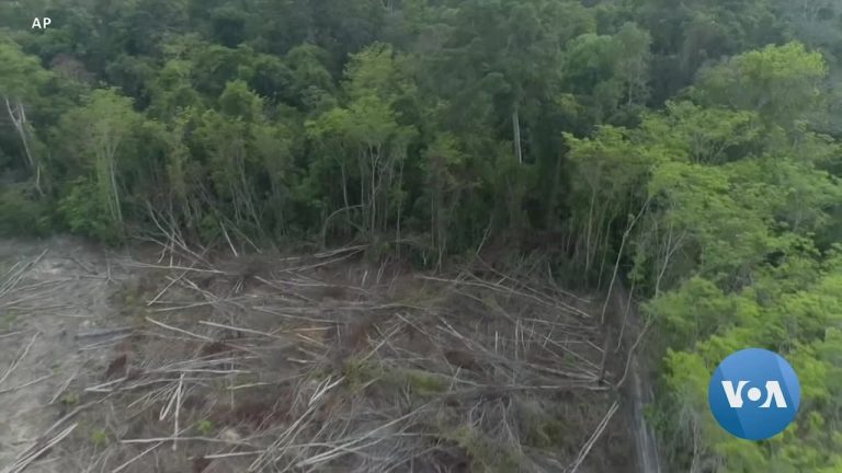 Local Cambodian Patrols Seek to End Illegal Logging