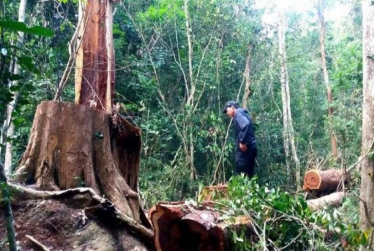 Cambodians arrested with Siamese rosewood in Thai forest