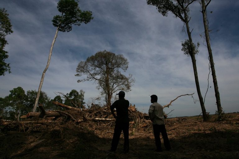 Pray and protect: faith saves forests of Cambodia