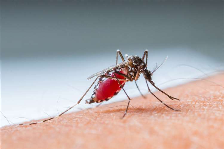 Drug-resistant malaria spreads in South-East Asia from Cambodia, Sanger Institute finds