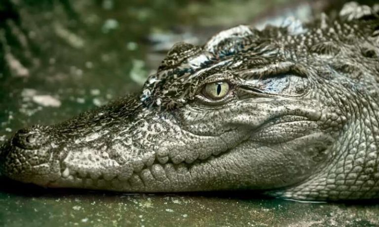 In the remote Cambodian jungles, we made sure rare Siamese crocodiles would have enough food