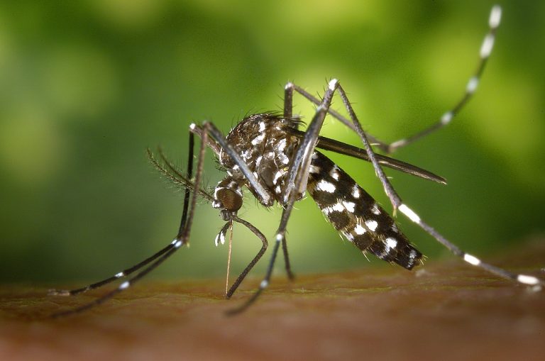 As the world warms up, Dengue could spread