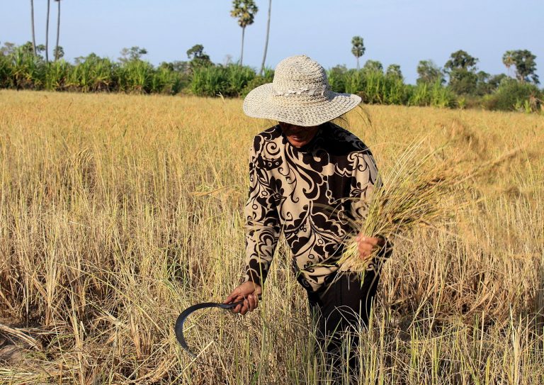 Cambodia says EU rice tariffs hurting farmers