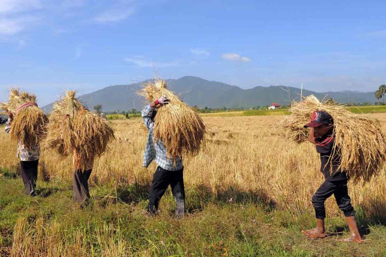 Cambodia’s rice farmers in serious danger