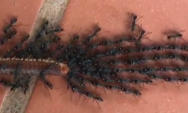 Teamwork! Astonishing moment more than 100 ants form chains to drag millipede across a floor in Cambodia