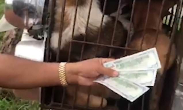 Nine dogs are saved from Cambodian Deliver-rover: Meat trader who rides around with pooches and cooking pots on his bike releases animals after Good Samaritan pays $350 for them