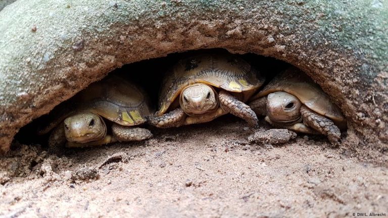 Tortoise protection in Cambodia