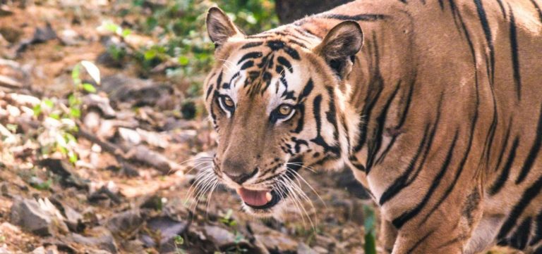 Tigers are doomed if efforts to save them remain wanting