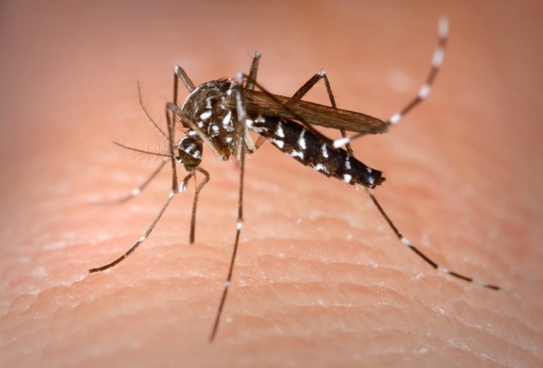 Cambodia reports dramatic increase in dengue in 2019