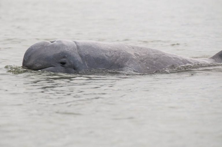 Cambodia sees success in conserving rare Mekong river dolphins: conservationist group