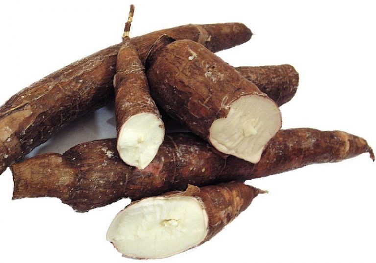 Cassava eyed for boosting Cambodia’s economy, poverty reduction: UN study