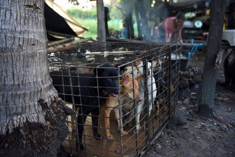 Cambodia dog meat trade a brutal business