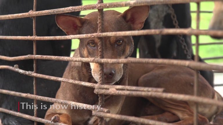 Animal Welfare Group Successfully Closes Dog Slaughterhouse in Cambodia!