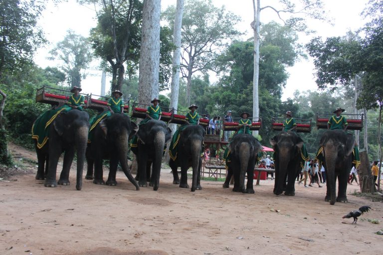 Cambodia’s Angkor temple complex ending elephant rides