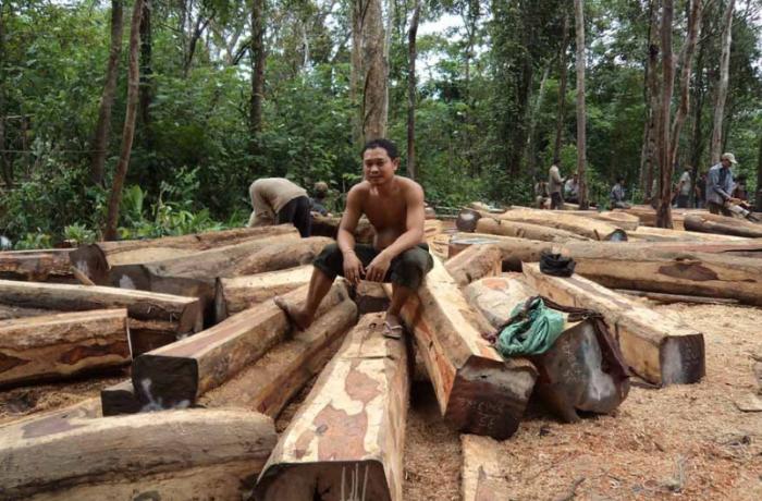 Threatened by deforestation, Cambodia loses 26 per cent of its forests in 43 years