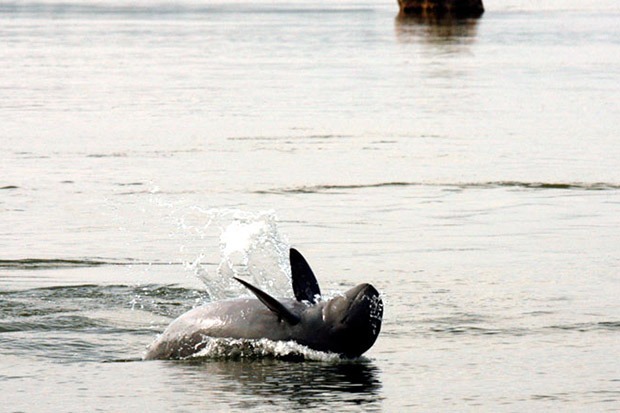 Cambodia welcomes 13 newborn Irrawaddy dolphins this year