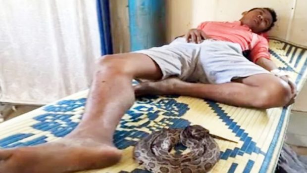 Hundreds in Cambodia survive snake bites