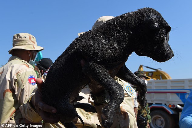 Rescuer hauls puppy from collapsed Cambodian seven-storey building – as mission to save survivors is called off after death toll hits 36
