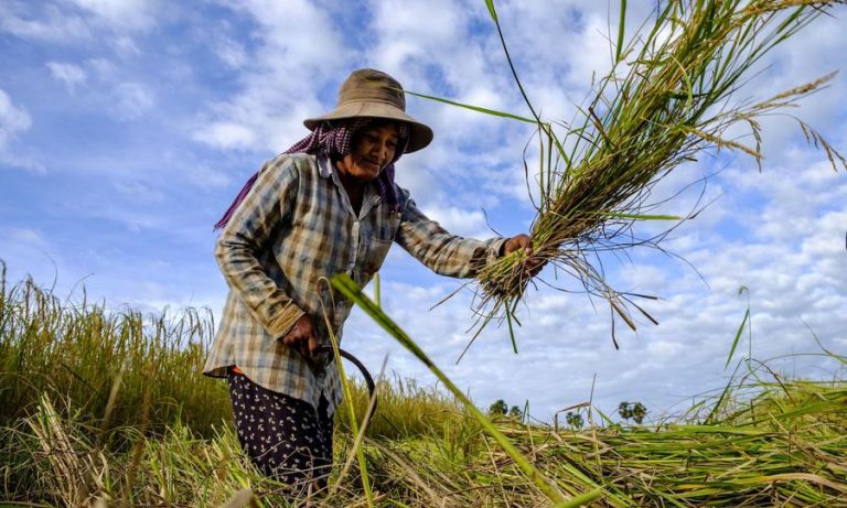Cambodia rice crisis signals deeper economic rot