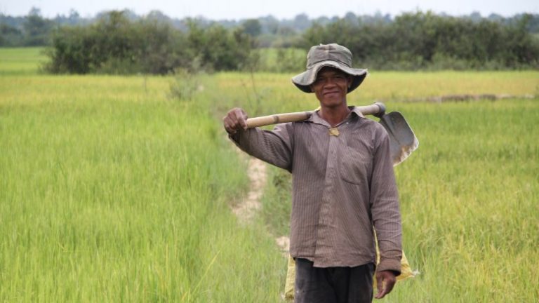 EU rice tariffs hurt Cambodia’s farmers