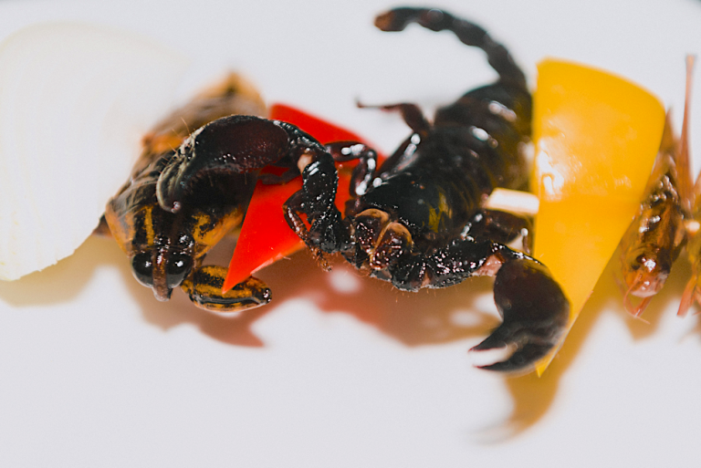 From scorpion skewers to cricket flour, bug protein is becoming big business