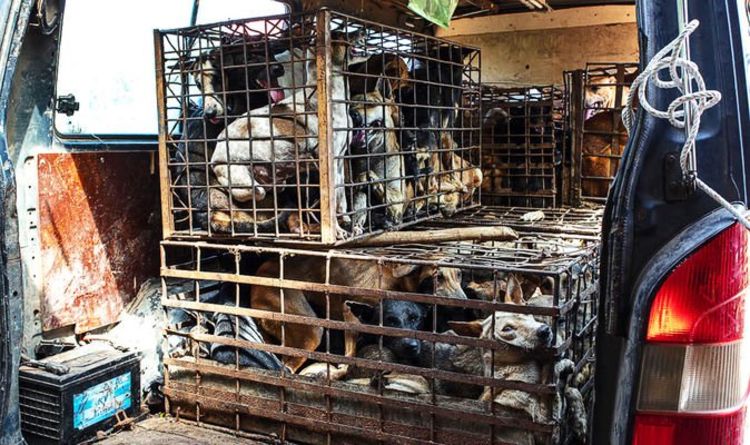 Millions of dogs butchered cruelly in Cambodia for horror meat market