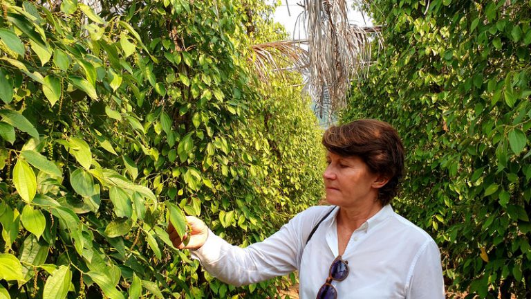 Cambodia’s Prized Kampot Pepper, Nearly Wiped Out By Khmer Rouge, Makes A Comeback