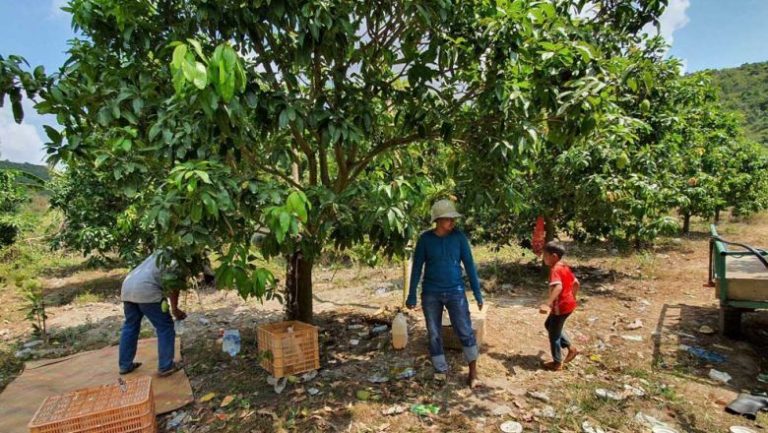 Cambodian mangoes have ready market in South Korea