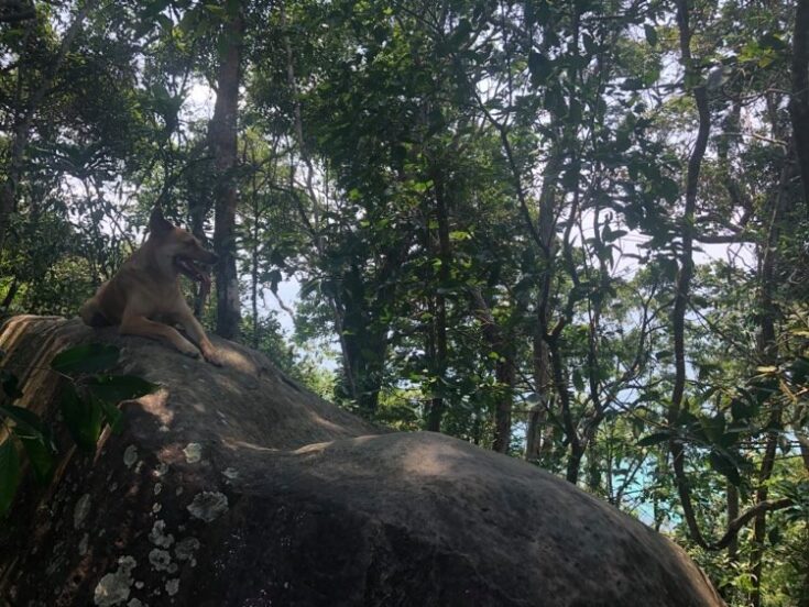 Clever ‘Jungle Dog’ Saves Vancouver Couple Who Were Lost And Panicking On Remote Hike In Cambodia