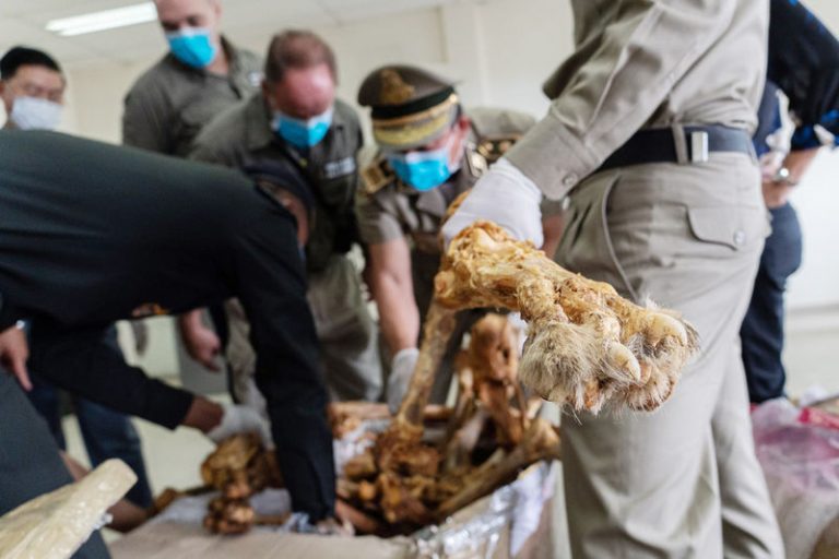 280 smuggled lion bones seized at airport