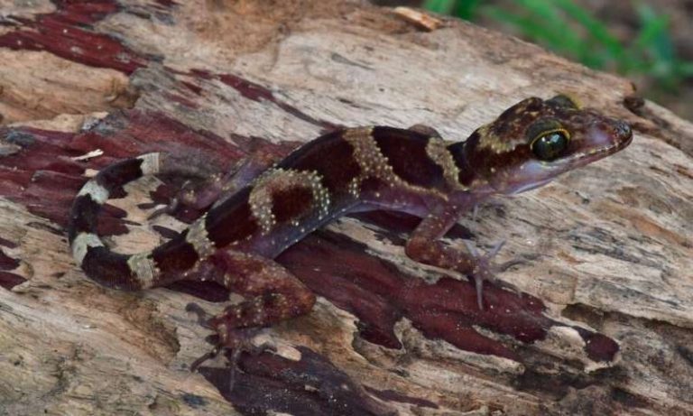 Scientists discover bent-toed gecko species in Cambodia