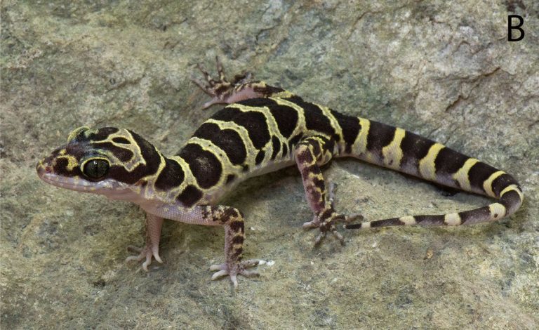 Bent-toed gecko species discovered in Cambodia