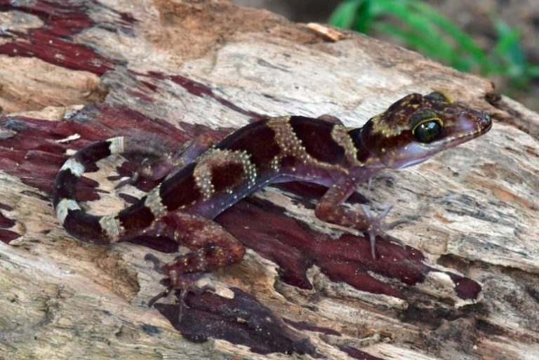 New Species of Bent-Toed Gecko Discovered in Cambodia
