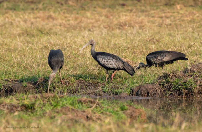 Poachers kill 3 near-extinct giant ibises amid pandemic pressure in Cambodia
