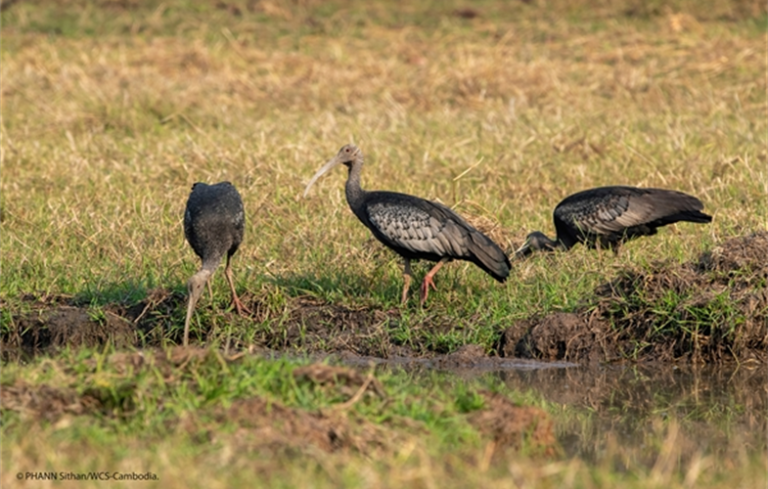 Covid-19 Fueling an Uptick in Poaching: Three Critically Endangered Giant Ibis – Cambodia’s National Bird – killed in Protected Area