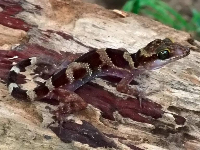 Scientists discover ‘extremely unexpected’ gecko species and immediately warn it is at threat of extinction from humans