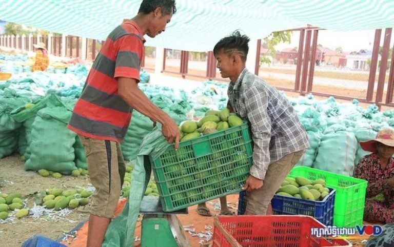 Mango Prices Sliced as Covid-19 Crisis Sours Peak Season Sales