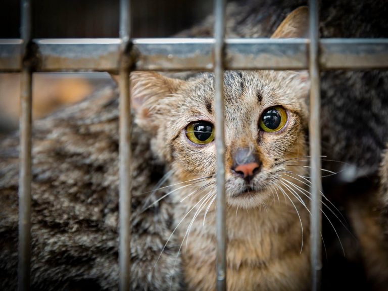 Coronavirus causes surge in dog and cat meat sales in Vietnam and Cambodia, investigators say (video)