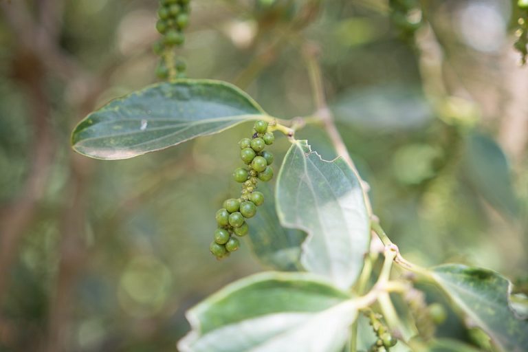 COVID-19 hurts Cambodia’s export of famous Kampot pepper