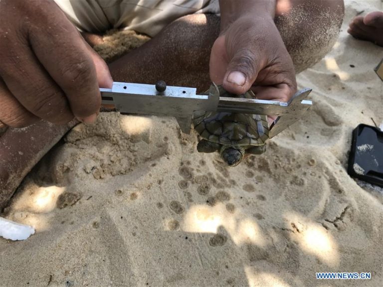 23 rare Royal Turtles hatch in natural habitat in SW Cambodia