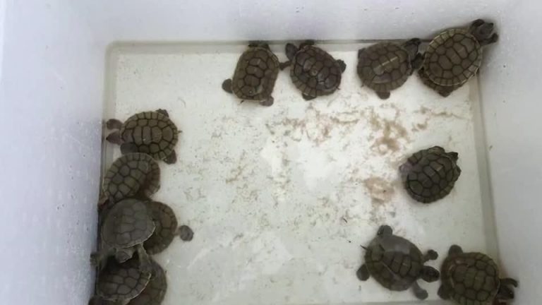 23 critically-endangered baby turtles hatch (video)