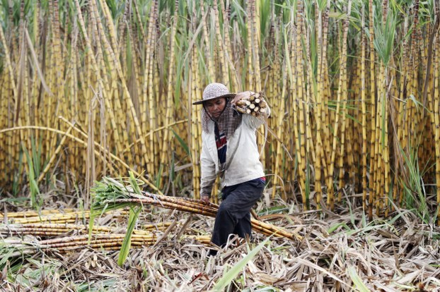 Chinese Sugar Company Leases Parts of Cambodian Land Concession to Farmers