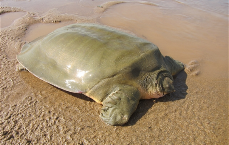 Some 1,756 eggs of rare Cantor’s Giant Softshell Turtles found in Cambodia portion of Mekong River